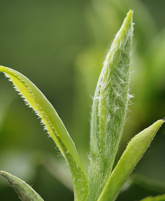 Organic Jasmine silver needle tips green tea