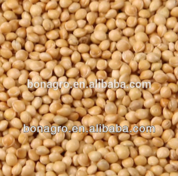 white millet