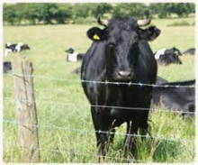 Livestock Metal Cattle Fence,Wholesale Bulk Cattle Fence,Cattle Fence
