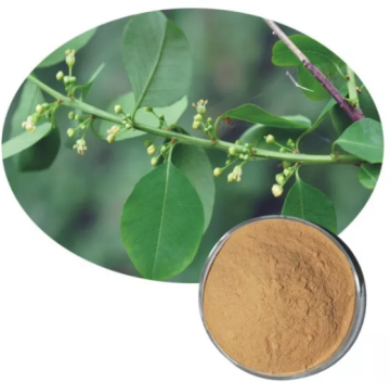 Securinine 10% 20% 10:1 securinega suffruticosa extract