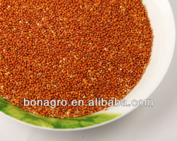 sell red broomcorn millet