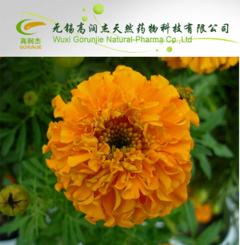 High Quality Hot Sale Marigold P. E (Lutein) on Sell