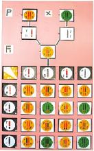 Genetic Law Demonstration Board