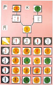 Genetic Law Demonstration Board
