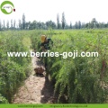 Factory Wholesale Bulk A Grade Wolfberry