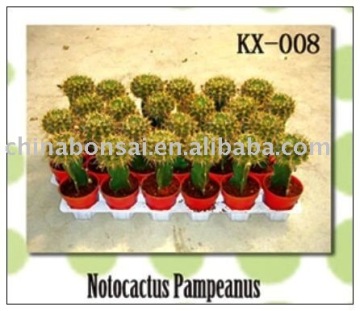 nopal cactus