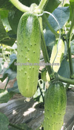 Hybrid cucumber seeds for growing-Johan No.1