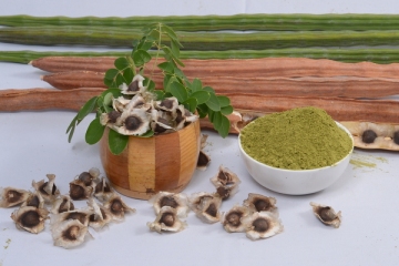 India Moringa Seed Supplier