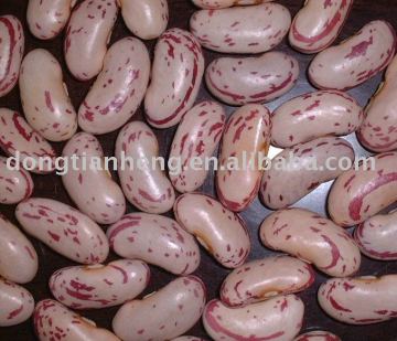 Pinto Bean,LSKB,Light Speckled Kidney Beans