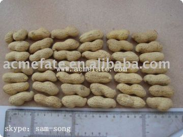 Groundnut in shell
