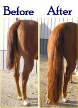 Equestrian pony high quality false horse tail for showing horse
