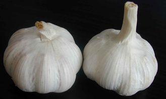 Plump Shaped 6.0 - 6.5cm Pure White Garlic With GAP , SGS ,