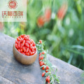 Goji berry/ Wolfberry /Certified goji berries