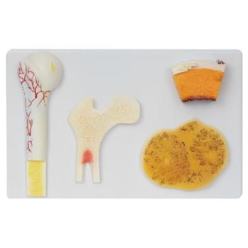 Modèle de structure osseuse