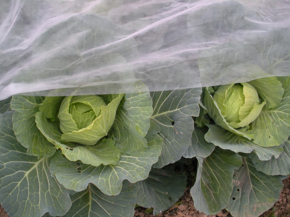 Cold winter vegetable plant windscreen