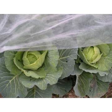 Cold winter vegetable plant windscreen