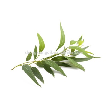 Minyak Eucalyptus Massal Kelas Terapi Kualitas Tertinggi