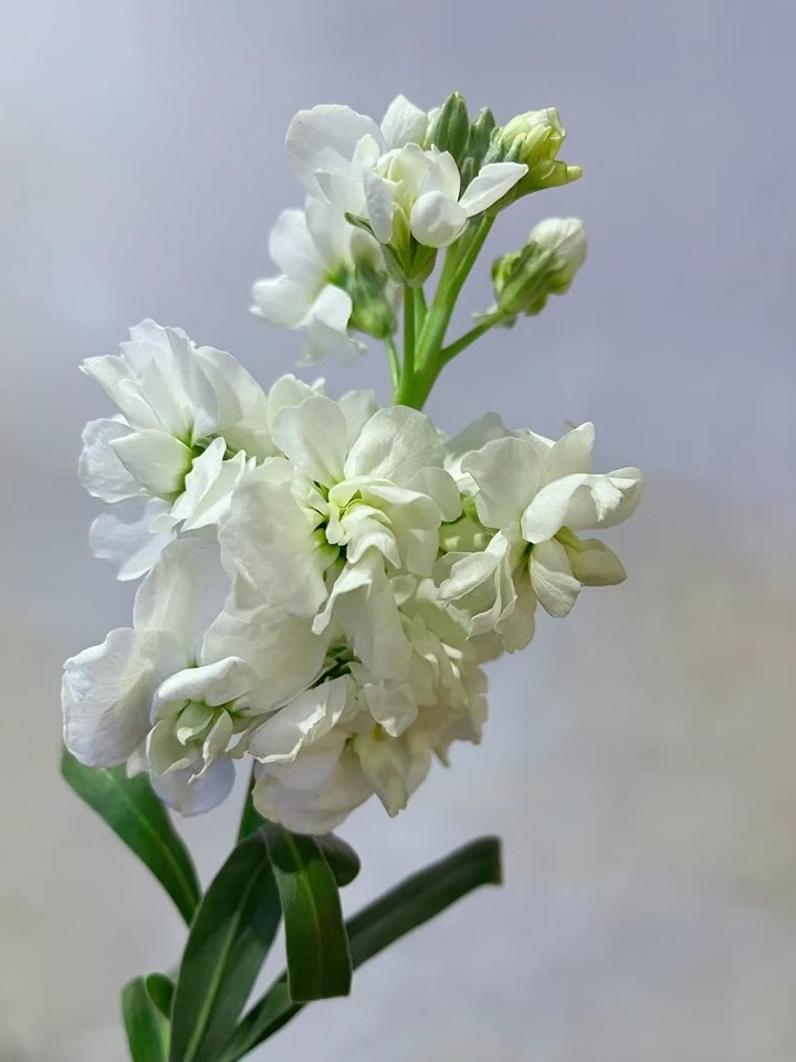 সাদা বেগুনি White Violet