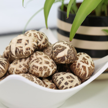White Flower Dry Shiitake Dried Mushroom Shiitake