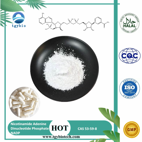 Nicotinamide Adenine Dinucleotide Phosphate NADP Powder