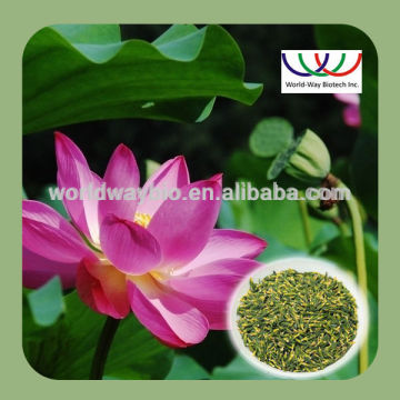 free sample ! China anti-virus lotus leaf extract powder , lotus plant extract powder