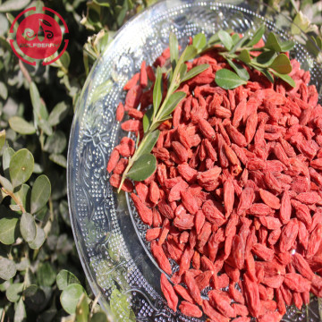 Super Foods Promote Health Wellness Goji Berries