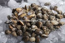 Frozen Baby clam in shell vacuum pack