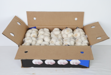 Snow White Pure White Garlic