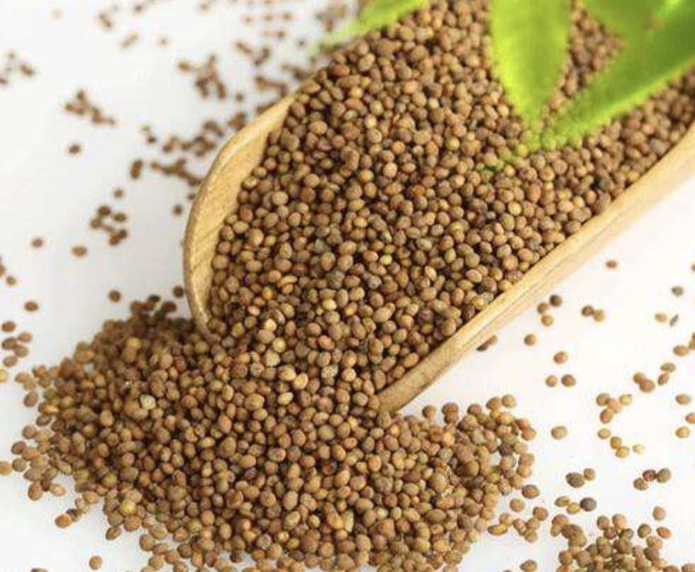 مستخلص بذور الحامول Dodder Seed Extract