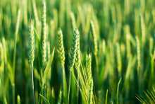 TRIUMPH  XTR Herbicide