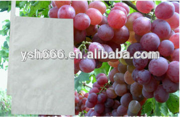 Grape fruit protection bag