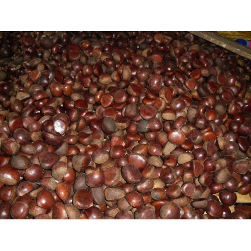 Fersk Mountain Tai Chestnut