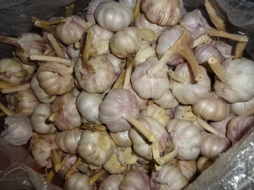 Export Standard Fresh New Normal Garlic