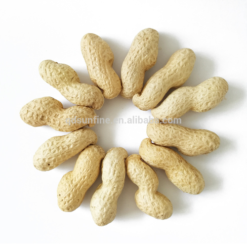 Jumbo raw green roasted peanuts in shell for sale