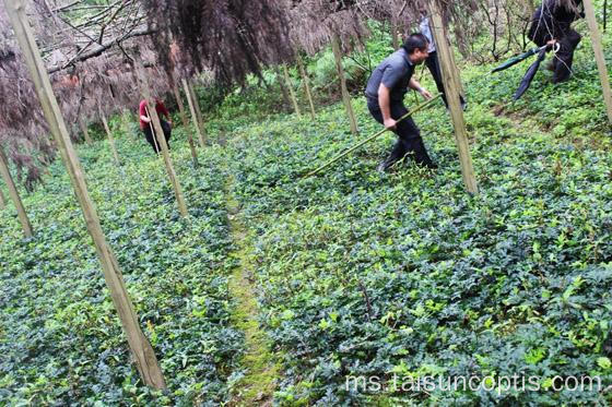 Coptis ubat herba Cina kuning Rhizome