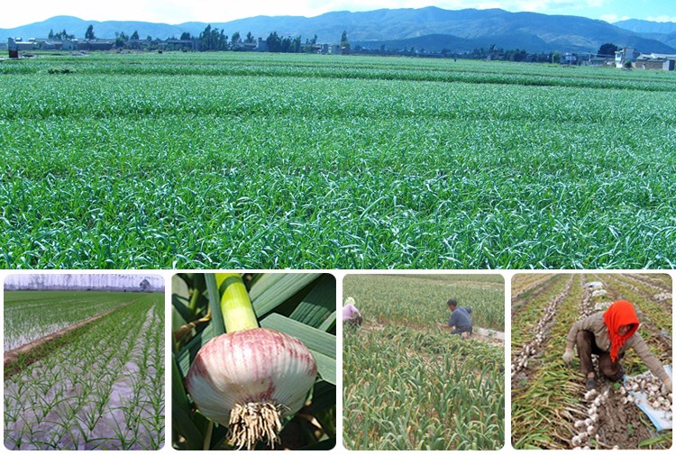 Garlic Best Fresh Natural Garlic Price New crop Hot sales