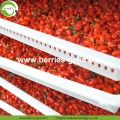 Κορυφαίος βαθμός διατροφής αποξηραμένο Goji Berry Organic