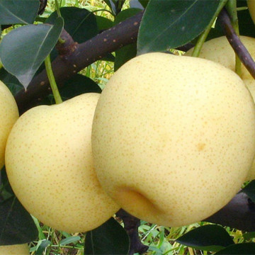 Delicious Fresh Tasty Gold Golden Pear