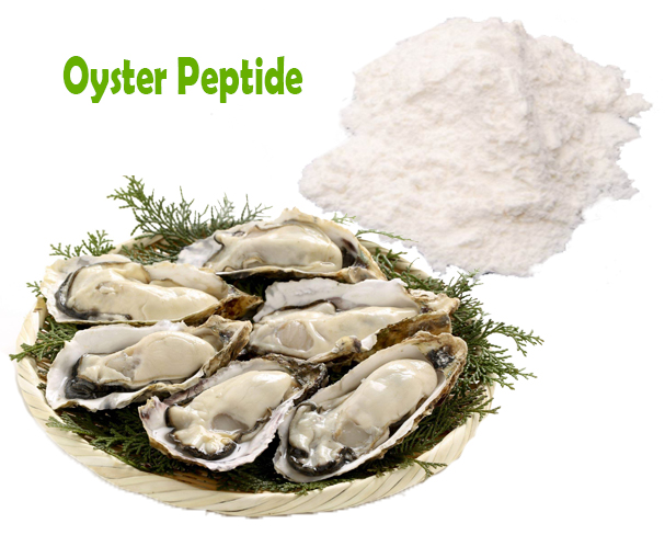 Oyster peptídeo proteína em pó de prótese a maioria a granel