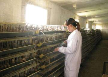 Commercial quail layer cage