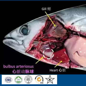 Halal natural elastin peptide Powder from tuna