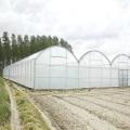 Skyplant Greenhouse multi -span grande per agricoltura