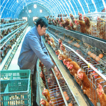 design for laying hens/ laying hen cages/ laying cage for hens