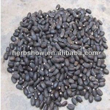 Top Quality physic nut seeds for planting