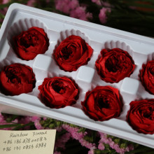 Fast Delivery Flower Farm Maybelline Eternal Rose Dupe for Anniversaries