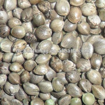 Hemp seed of Chinese herb