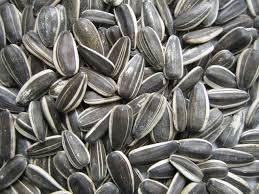 bulk organic sunflower seeds confectionery sunflower seeds white sunflower seeds