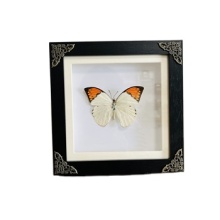 3D Backdrop Butterfly Frame Kit