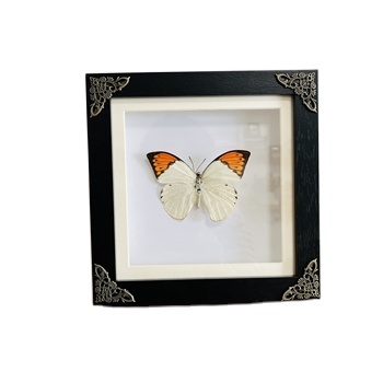 3D Backdrop Butterfly Frame Kit