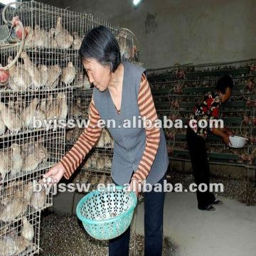Layer Quail Cages for Sale